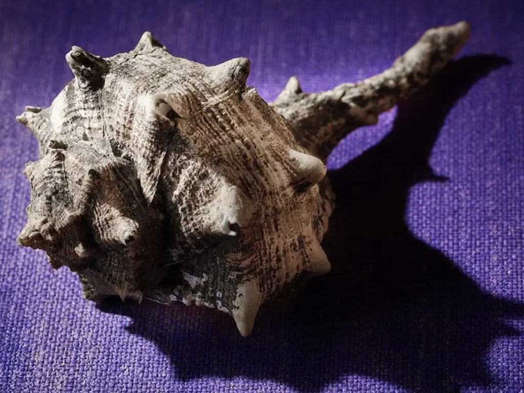 The Bronze Age Harbour of Hala Sultan Tekke, Cyprus - The Murax shell, essential for purple dye manufacture