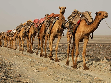 Ancient Overland Trade Routes to the Mediterranean Camal caravan in the Sahara Desert