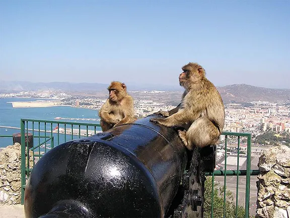 Gibraltar: Gateway to Freedom during WW II Barbary Apes overlooking the frontier