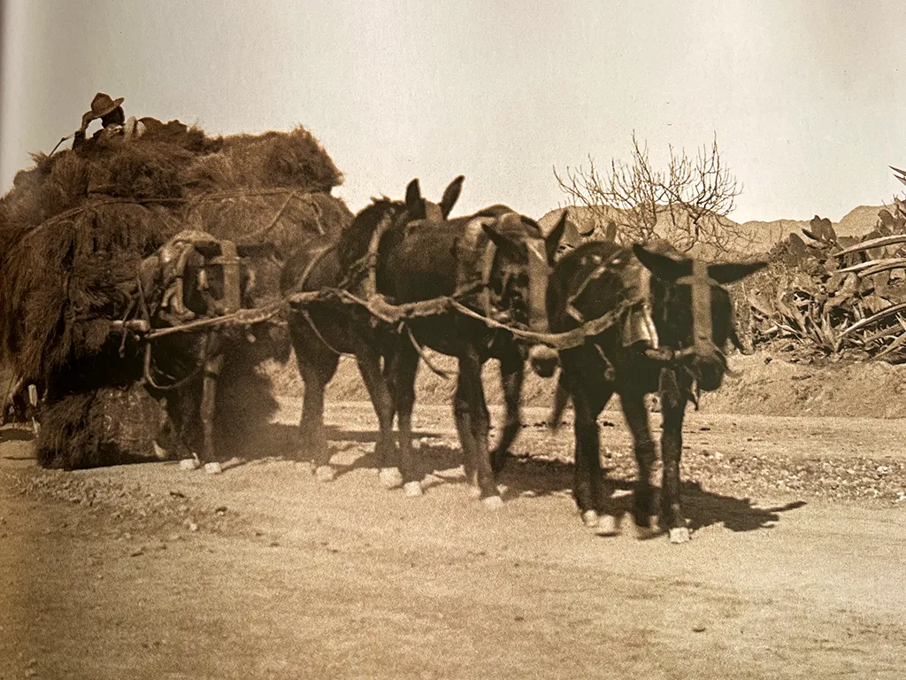 Subsistence Agriculture in the Campo de Dalias Esparto grass - a cash crop - Gustavo Gilman 1898