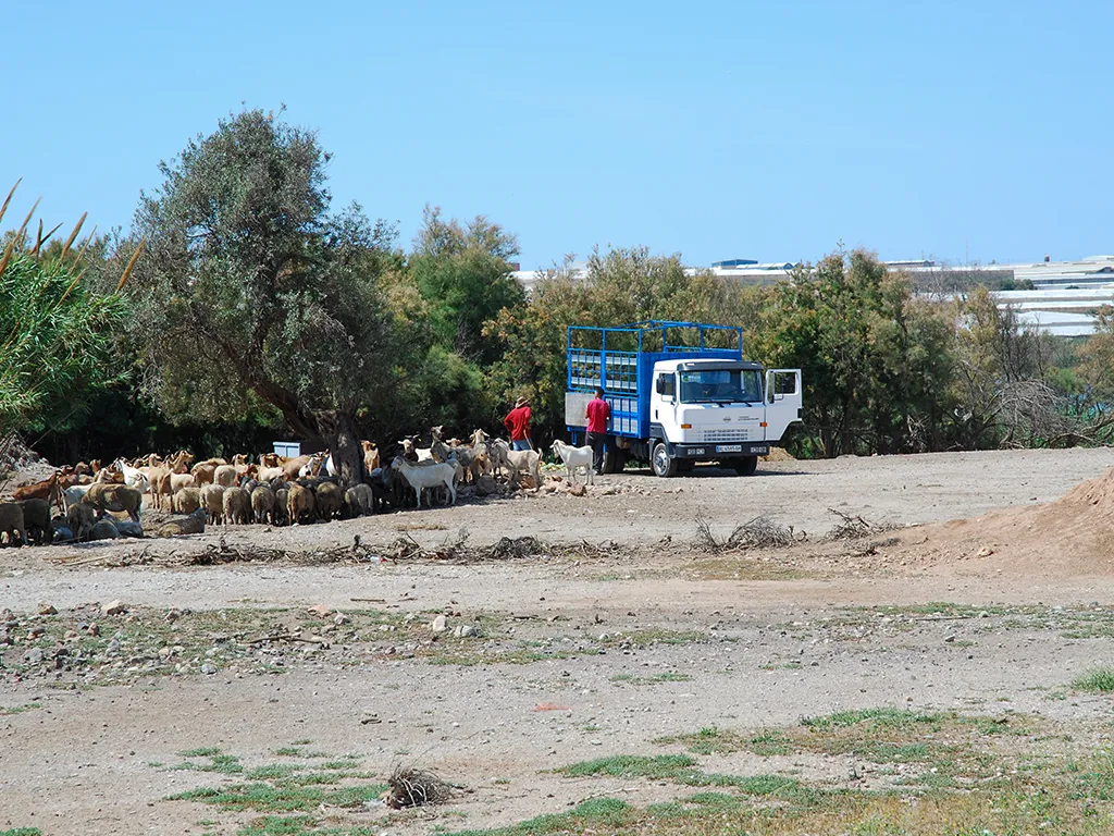 Developing the Almeria Model Meals on wheels for goats